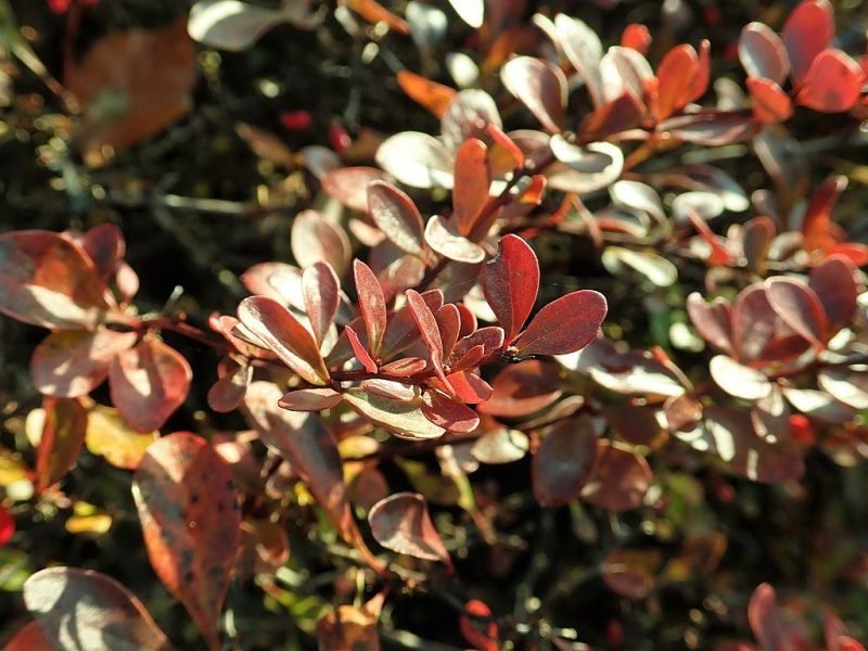 Japanese barberry 'Atropurpurea Nana' (Berberis thunbergii f. atropurpurea 'Atropurpurea Nana')