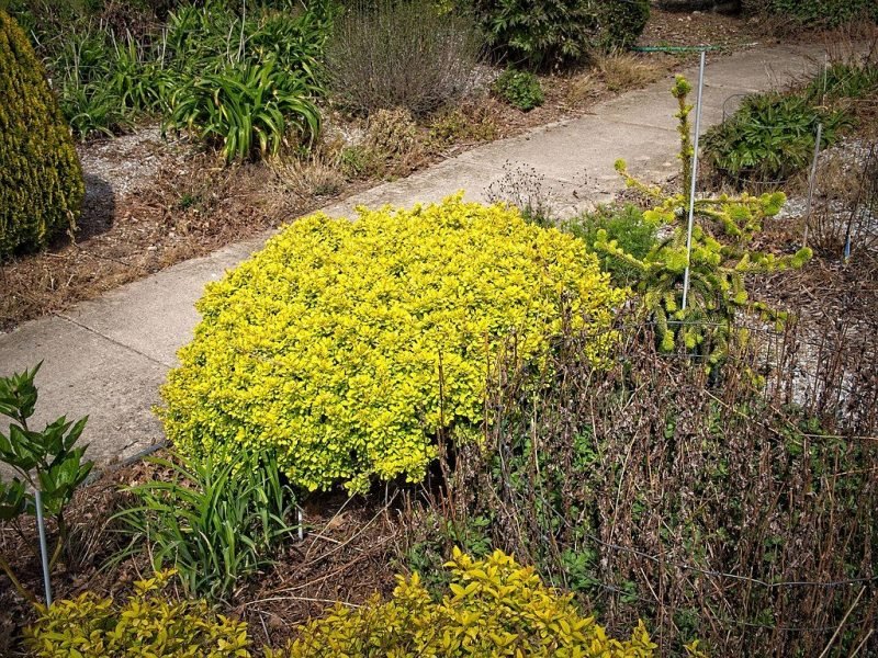 Japanese barberry [Bonanza Gold] (Berberis thunbergii Bonanza Gold = 'Bogozam')