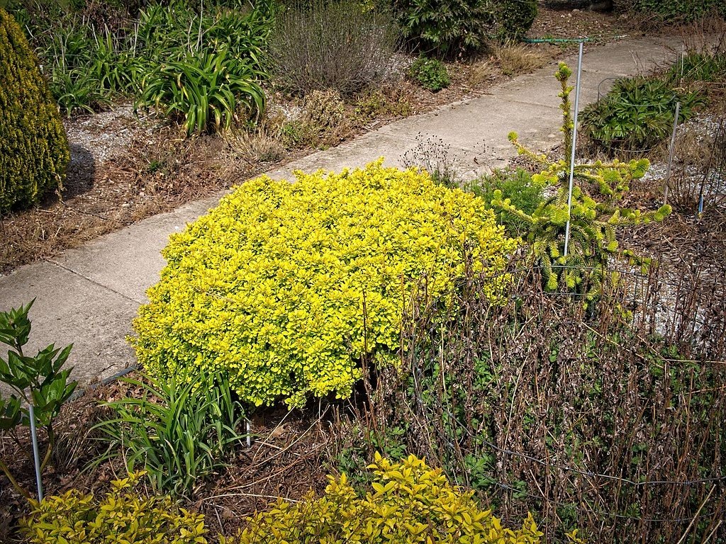 Japanese barberry [Bonanza Gold] (Berberis thunbergii Bonanza Gold = 'Bogozam')