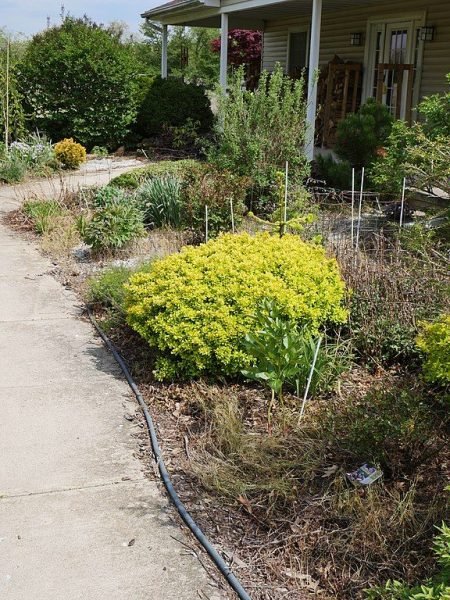 How to plant Japanese barberry [Bonanza Gold] (Berberis thunbergii Bonanza Gold = 'Bogozam')_1