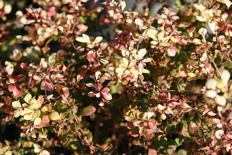 Where to plant Japanese barberry [Bonanza Gold] (Berberis thunbergii Bonanza Gold = 'Bogozam')_2