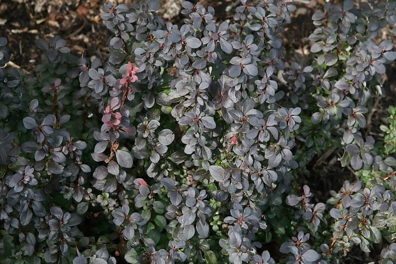Japanese barberry 'Concorde' (Berberis thunbergii f. atropurpurea 'Concorde')