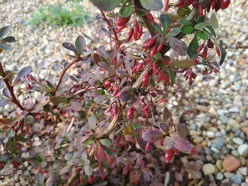 Japanese barberry 'Golden Ring' (Berberis thunbergii f. atropurpurea 'Golden Ring')