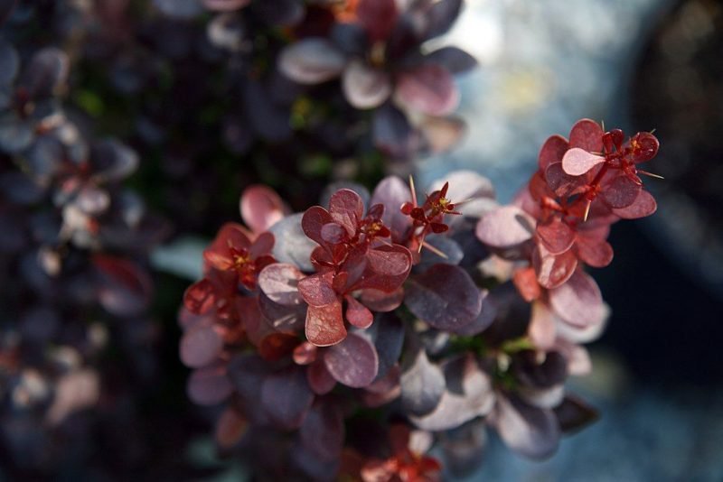 Japanese barberry 'Helmond Pillar' (Berberis thunbergii f. atropurpurea 'Helmond Pillar')