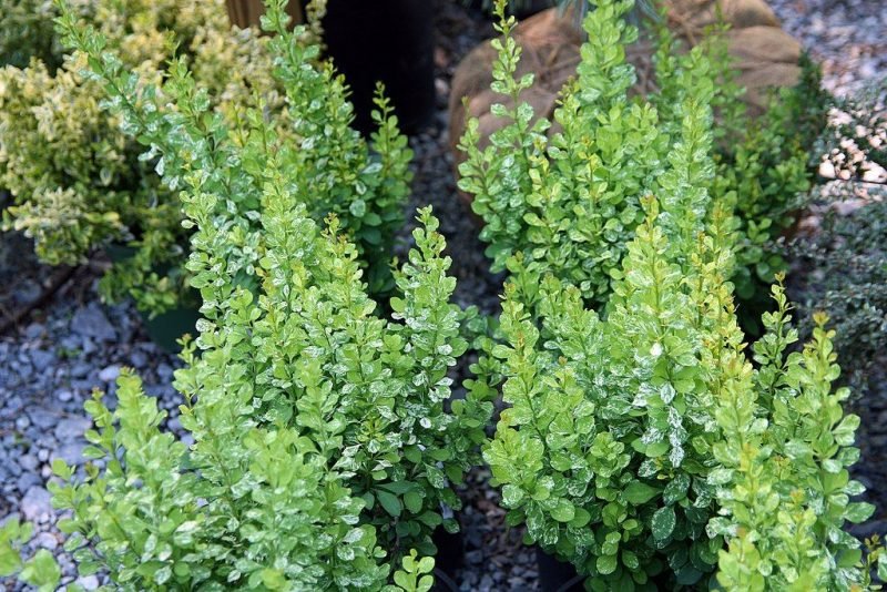 How to plant Japanese barberry 'Pow-wow' (Berberis thunbergii 'Pow-wow')_1