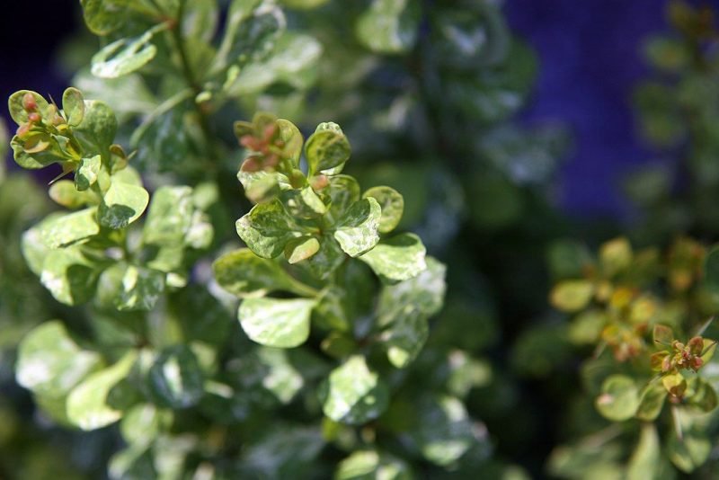 Where to plant Japanese barberry 'Pow-wow' (Berberis thunbergii 'Pow-wow')_2