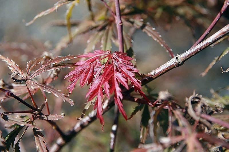 Japanese maple 'Garnet' (Acer palmatum 'Garnet' (D))