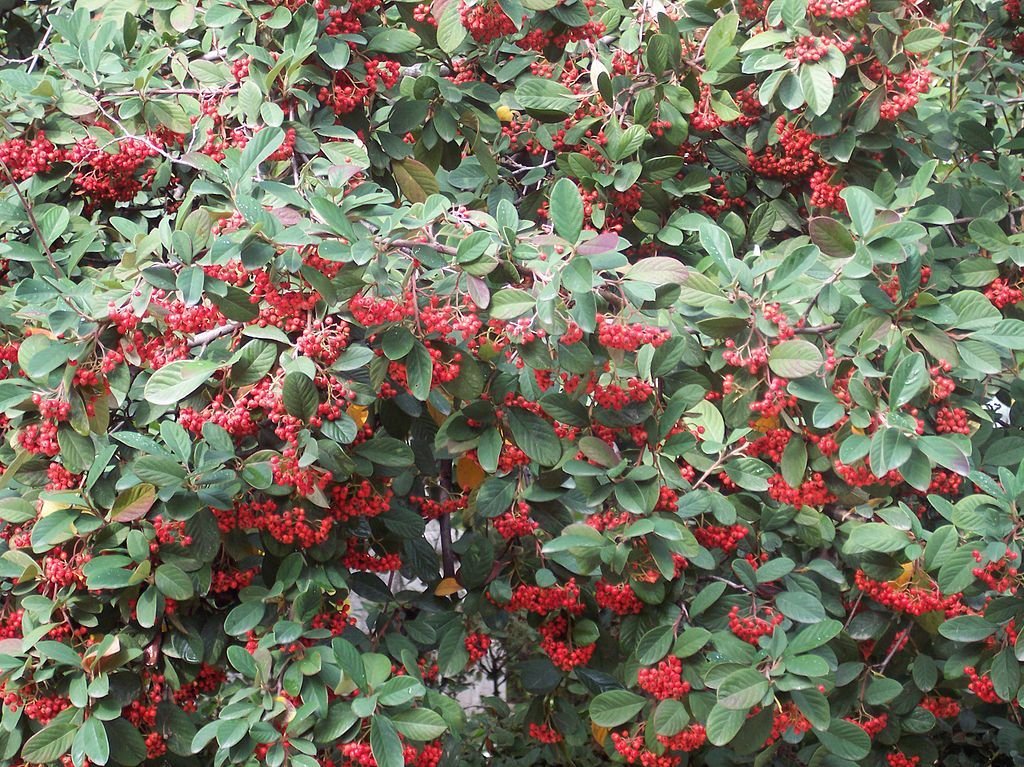 Late cotoneaster (Cotoneaster lacteus)