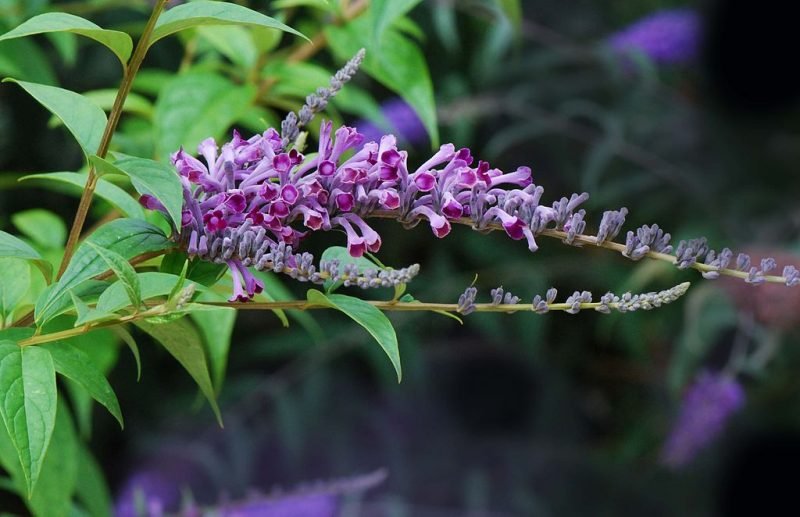 Lindley's butterfly bush (Buddleja lindleyana)
