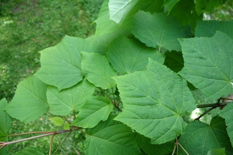 Manchurian striped maple (Acer tegmentosum)