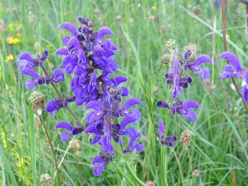 Meadow clary (Salvia pratensis)