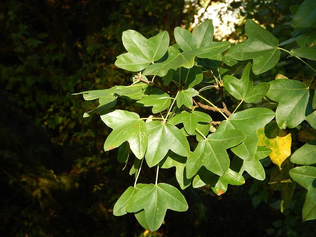 Montpelier maple (Acer monspessulanum)