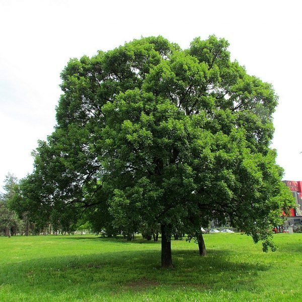 How to plant Montpelier maple (Acer monspessulanum)_1