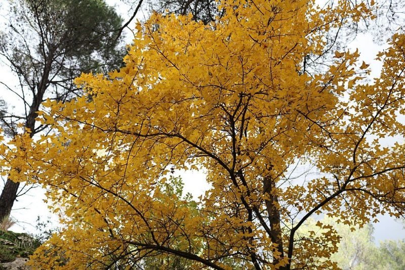 Where to plant Montpelier maple (Acer monspessulanum)_2