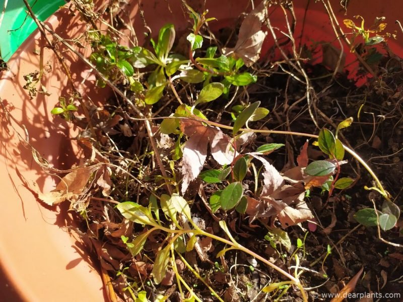 Neglected cotoneaster plants grown from seed