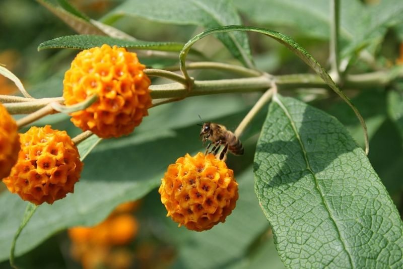 Orange ball tree (Buddleja globosa)
