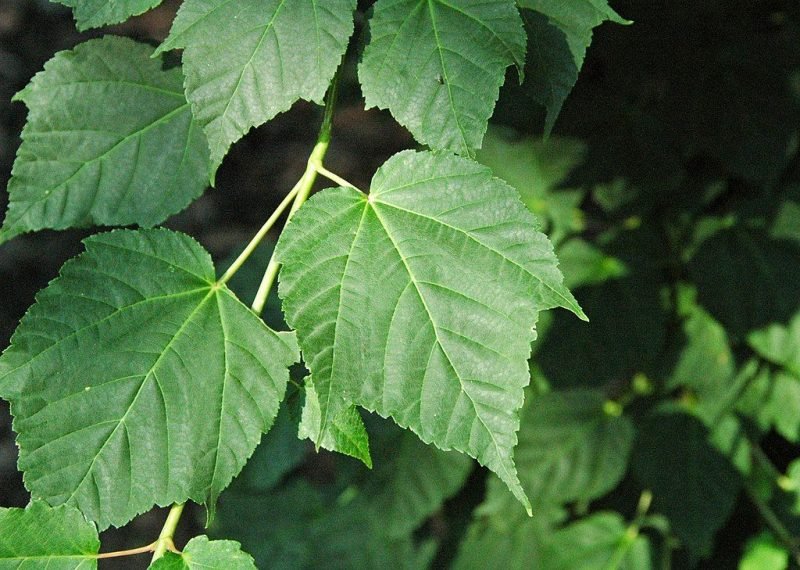 Père David's maple (Acer davidii) - growing guides