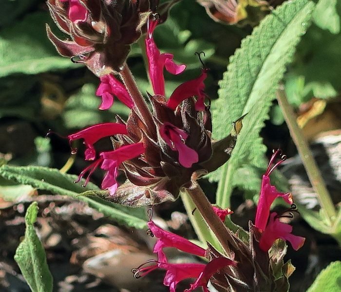 Pitcher sage (Salvia spathacea)