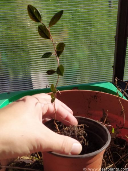 Potting Cotoneaster seedlings