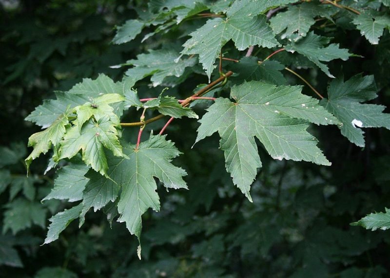 Red bud maple (Acer trautvetteri)