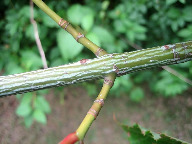 Red snake-bark maple (Acer capillipes)