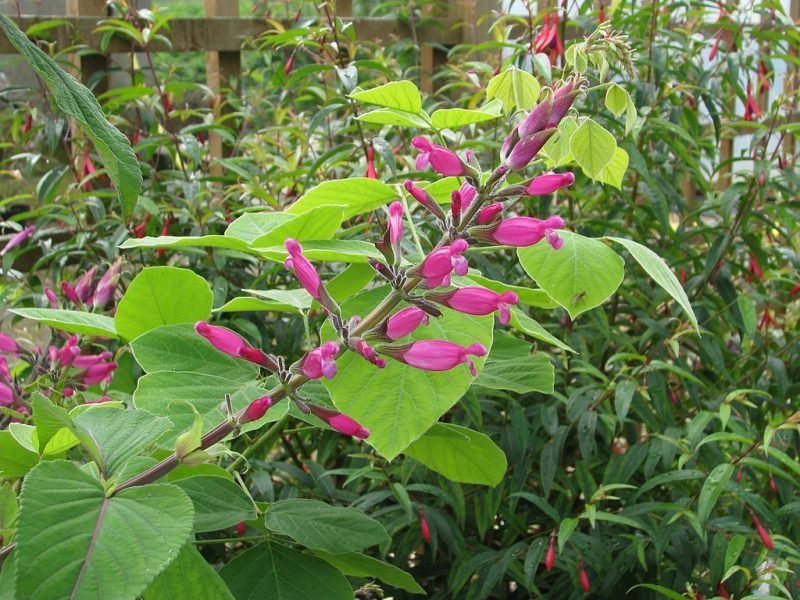 Rosy-leaf sage (Salvia involucrata)