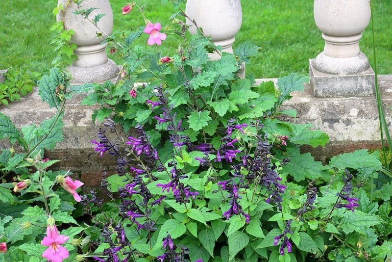 Sage 'Amistad' (Salvia 'Amistad')