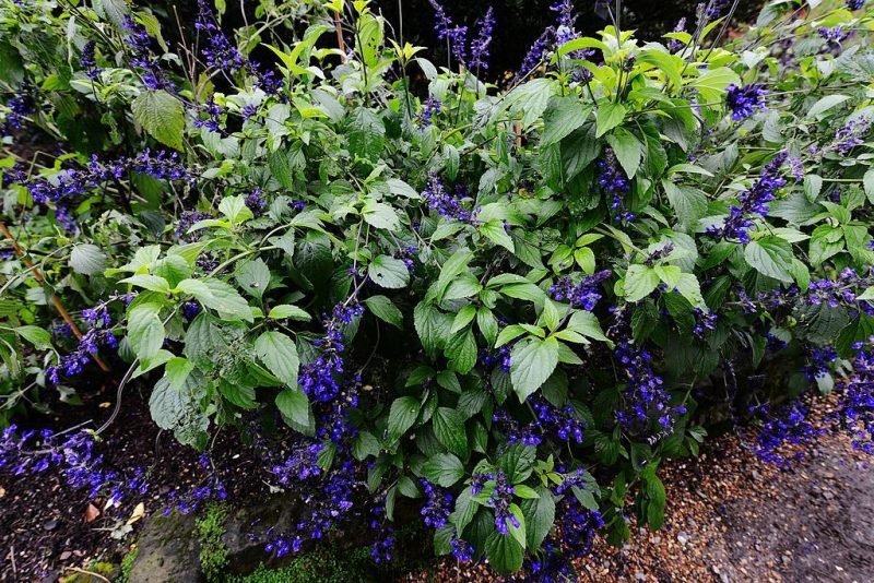 Sage 'Indigo Spires' (Salvia 'Indigo Spires')