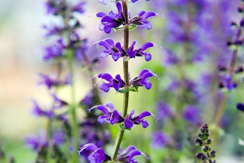 Sage Viola Klose (Salvia × sylvestris 'Viola Klose')