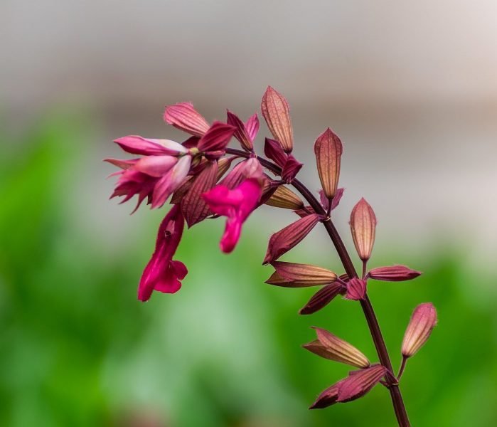Sage 'Wendy's Wish' (Salvia 'Wendy's Wish')