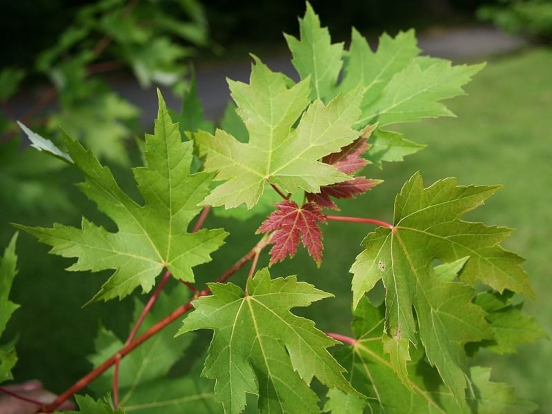 Silver maple (Acer saccharinum)