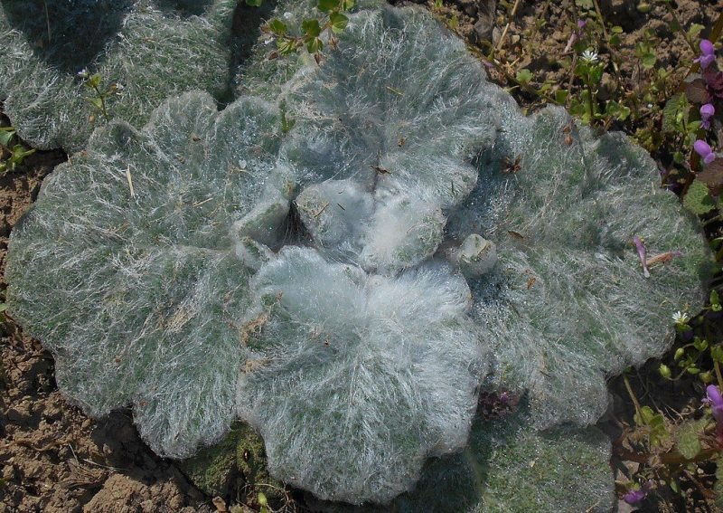 Silver sage (Salvia argentea)