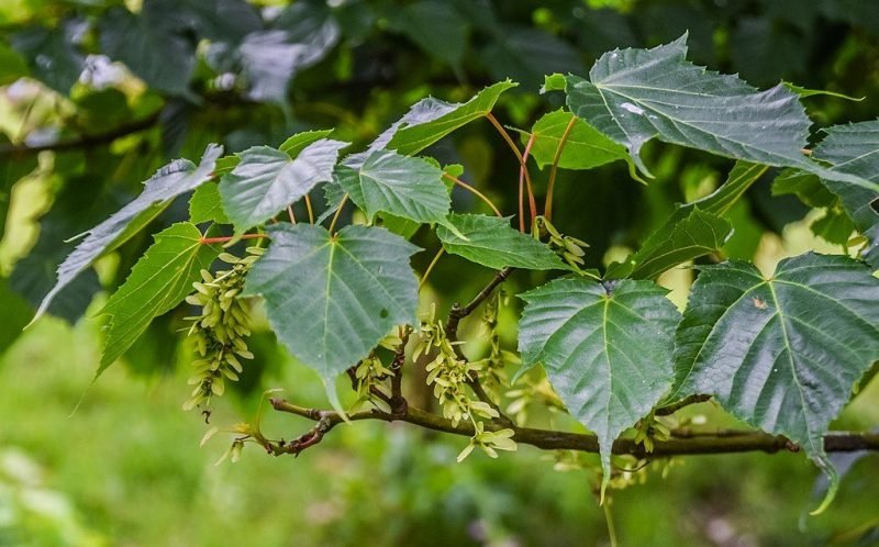 Snake-bark maple (Acer caudatifolium)