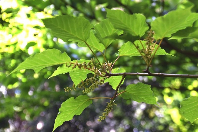 Snake-bark maple (Acer grosseri)