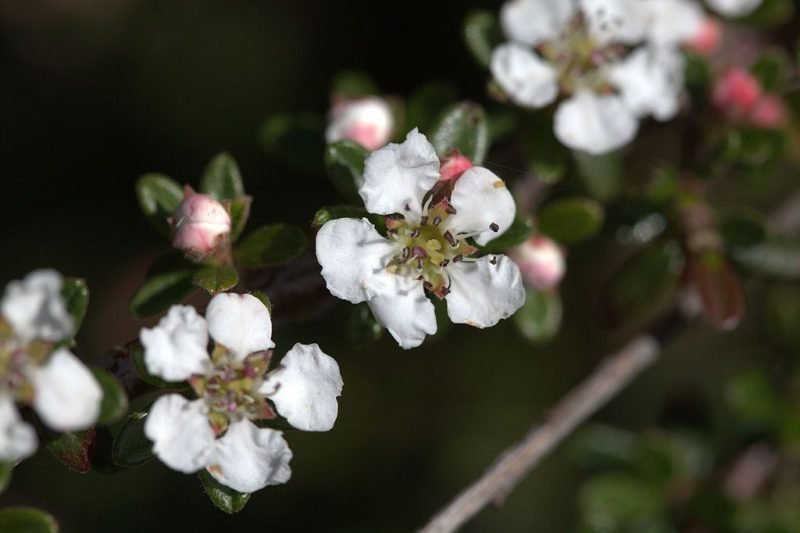 Tibetan cotoneaster (Cotoneaster conspicuus)