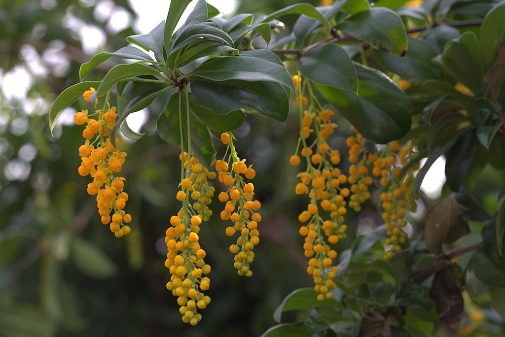 Valdivian barberry (Berberis valdiviana)