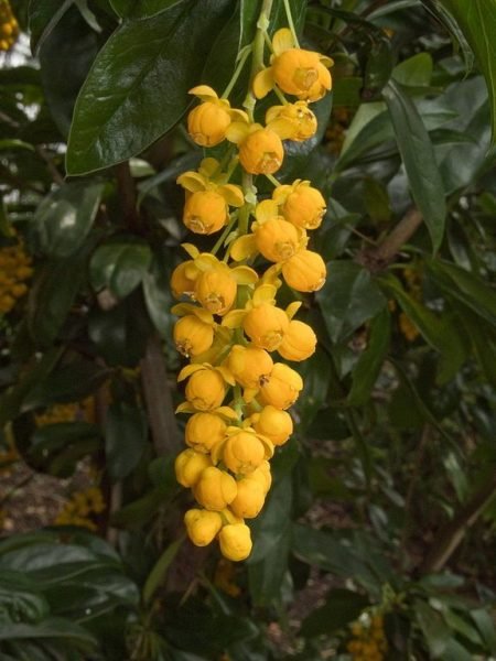 How to plant Valdivian barberry (Berberis valdiviana)_1