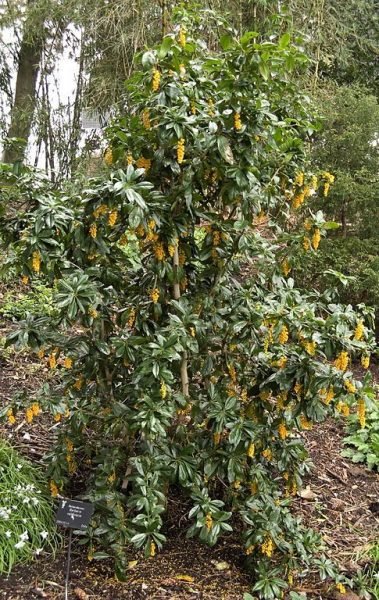 Where to plant Valdivian barberry (Berberis valdiviana)_2