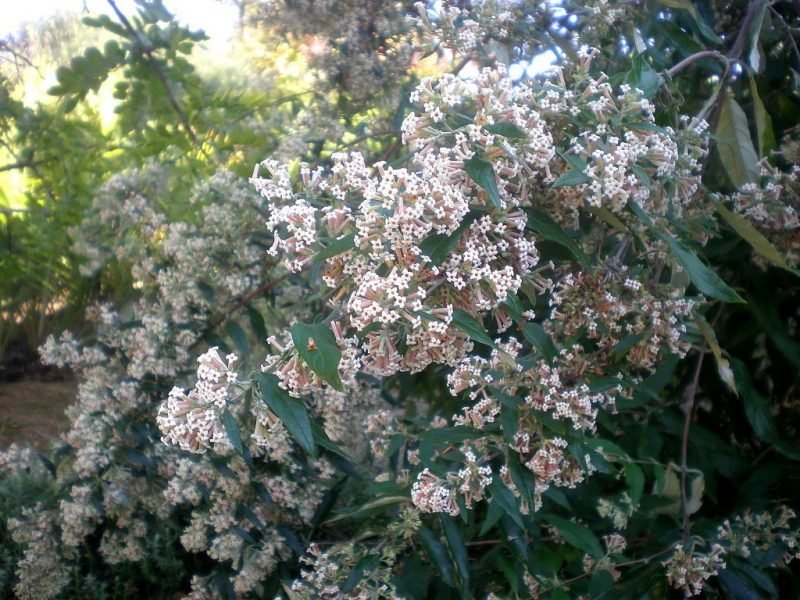 Weeping sage (Buddleja auriculata)
