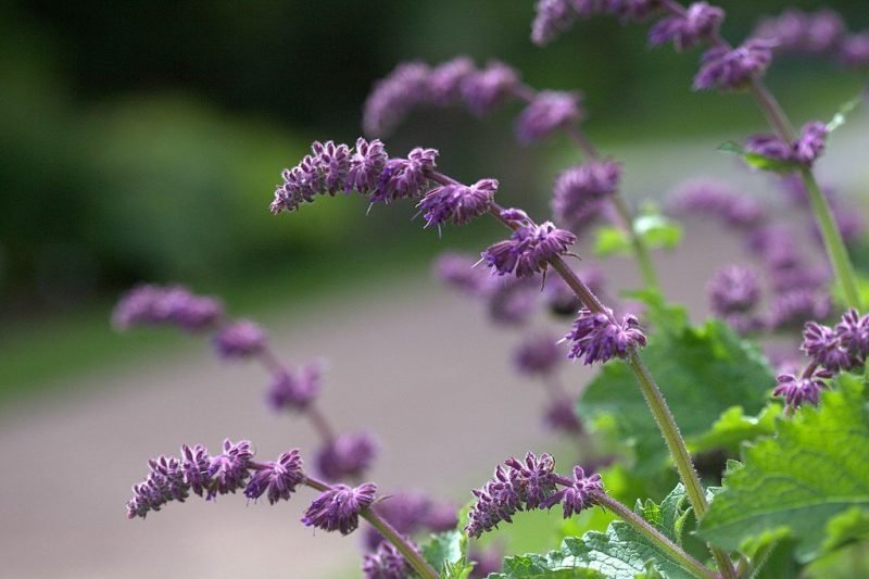 Whorled clary 'Purple Rain' (Salvia verticillata 'Purple Rain')