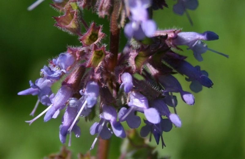 Whorled clary (Salvia verticillata)
