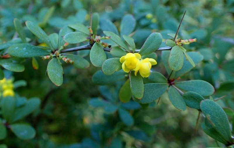 Wilson's barberry (Berberis wilsoniae)