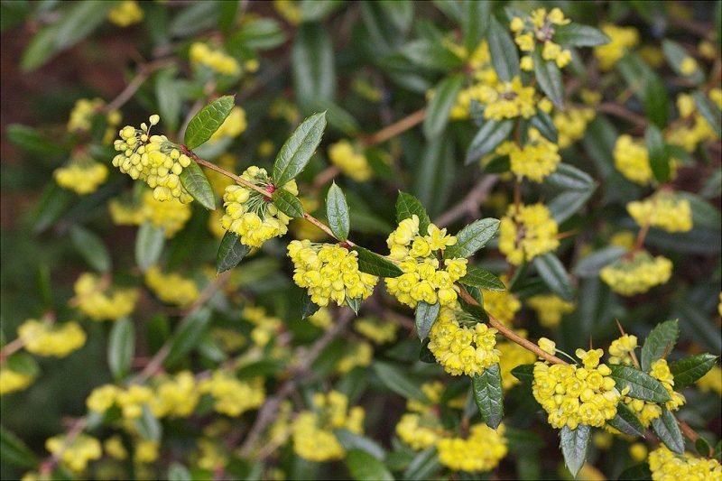 Wintergreen barberry (Berberis julianae)