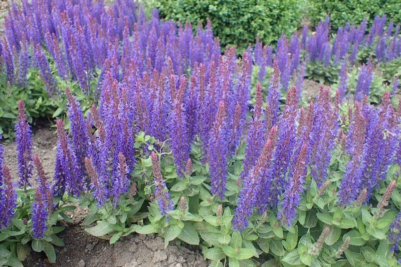 Wood sage 'Blauhügel' (Salvia × sylvestris 'Blauhügel')