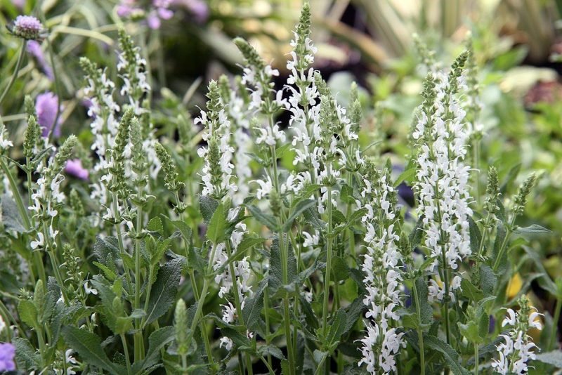 Wood sage 'Schneehügel' (Salvia × sylvestris 'Schneehügel')