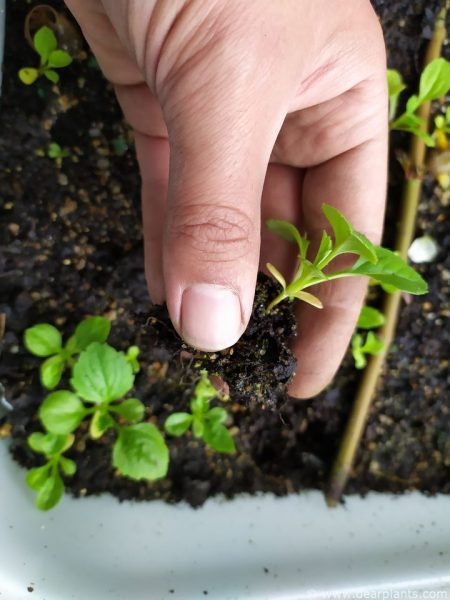 7 weeks China Aster (Callistephus chinensis) well developed seedling
