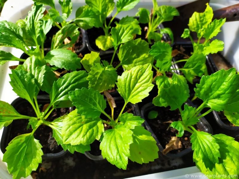 China Aster (Callistephus chinensis) ready to plant
