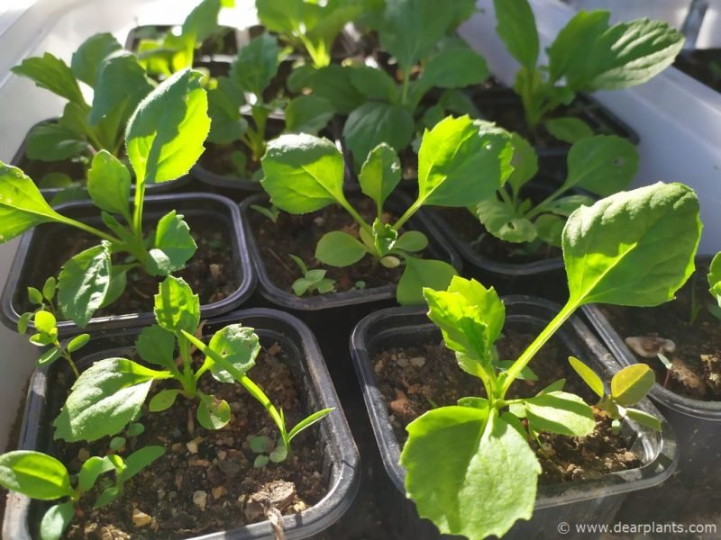 China Aster (Callistephus chinensis) seedlings planted individualy