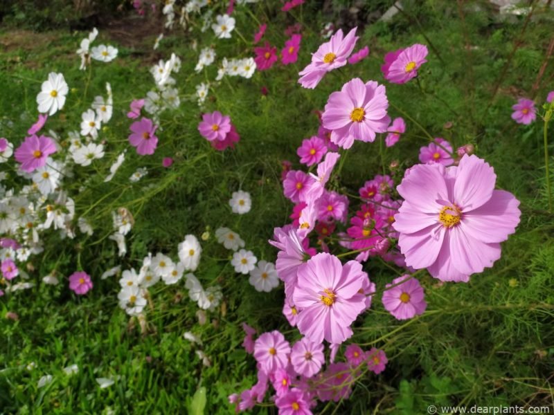 Growing cosmos from seed step by step (Cosmos bipinnatus)