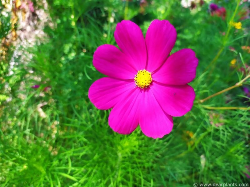 Cosmea flower (Cosmos bipinnatus)